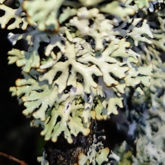 Hypogymnia physodes