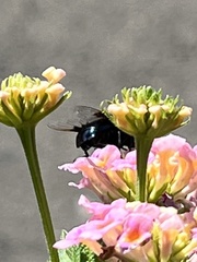 Copestylum violaceum