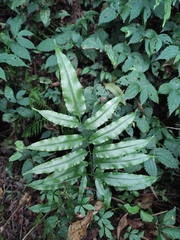 Coniogramme intermedia