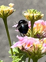 Copestylum violaceum