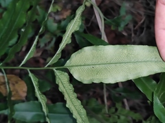 Coniogramme intermedia