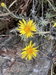 Senecio ceratophylloides