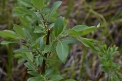 Salix pseudomonticola