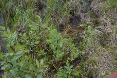 Salix pseudomonticola