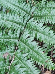 Pteris terminalis