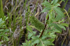 Salix pseudomonticola