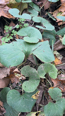 Asarum