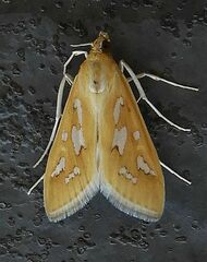 Diastictis sperryorum