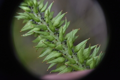Salix pseudomonticola