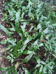 Lepidomicrosorium superficiale