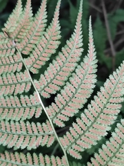 Athyrium iseanum iseanum