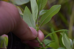 Salix pseudomonticola