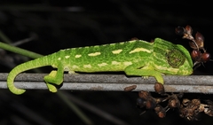 Chamaeleo chamaeleon chamaeleon