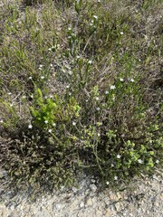 Wahlenbergia calcarea