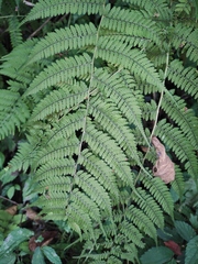 Athyrium iseanum iseanum