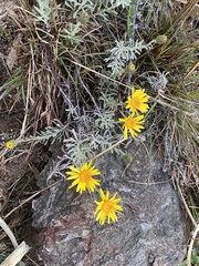 Senecio ceratophylloides
