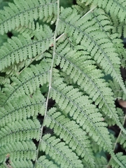 Athyrium iseanum iseanum