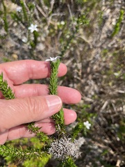 Wahlenbergia calcarea