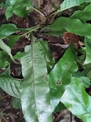 Neocheiropteris ovata
