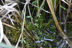 Galium trifidum