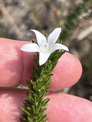 Wahlenbergia calcarea