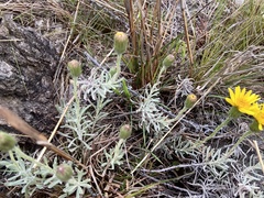 Senecio ceratophylloides