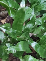 Neocheiropteris ovata