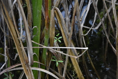 Galium trifidum