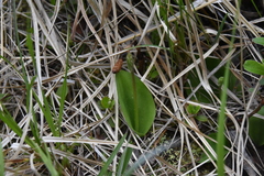 Galearis rotundifolia