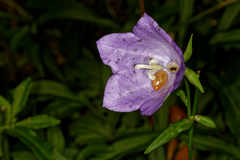 Campanula persicifolia