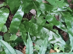 Neocheiropteris ovata