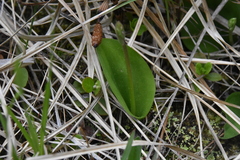 Galearis rotundifolia