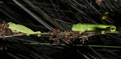 Chamaeleo chamaeleon chamaeleon