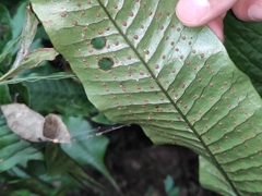 Neocheiropteris ovata