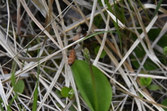 Galearis rotundifolia