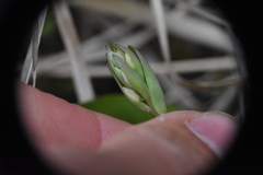Galearis rotundifolia