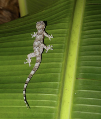 Hemidactylus muriceus