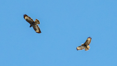 Buteo buteo buteo