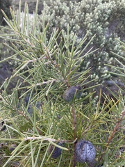 Hakea gibbosa