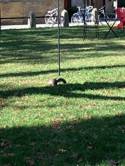 Sciurus carolinensis