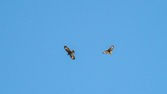 Buteo buteo buteo