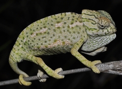 Chamaeleo chamaeleon chamaeleon