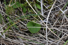 Galearis rotundifolia