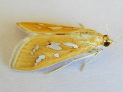 Diastictis sperryorum