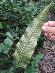 Neocheiropteris ovata