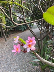 Plumeria