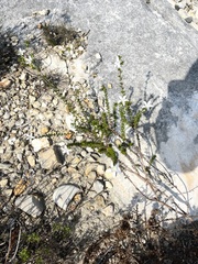 Wahlenbergia calcarea