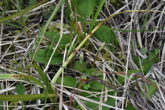 Galearis rotundifolia