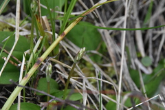 Galearis rotundifolia