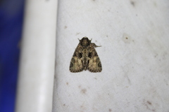 Phosphila turbulenta